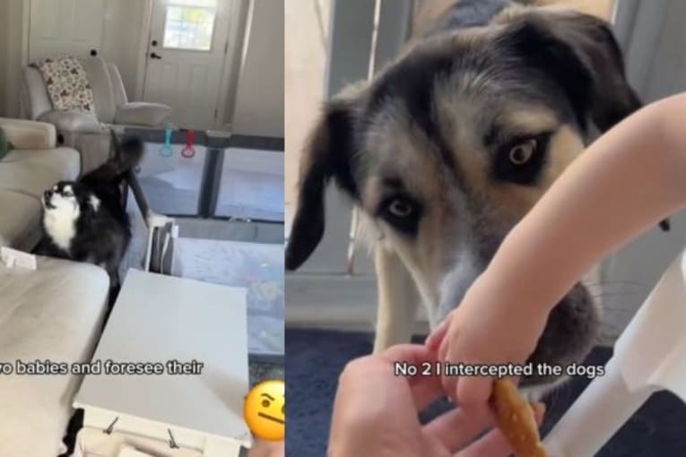 Dogs think Mom ruined their parenting moment with the baby and they're not happy about it