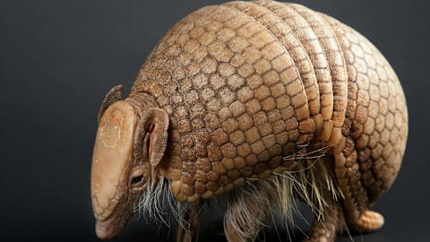 Watch Nugget the armadillo walk on a leash like a dog &mdash; you won't believe it
