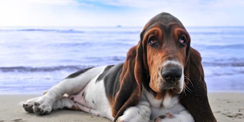 Basset hound with the 'survival skills of a potato'