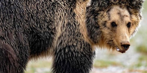 Wild bear shocks hotel guests by crashing into an occupied room and drinking bottled water from the lobby
