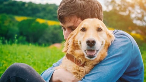 These 7 dog breeds have been America’s favorites for decades
