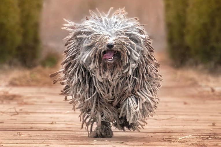 The least popular dog breeds nobody wants anymore, according to American Kennel Club data