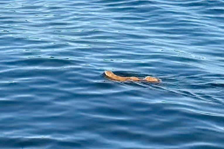 Fishermen to the rescue in comical encounter with squirrel on lake