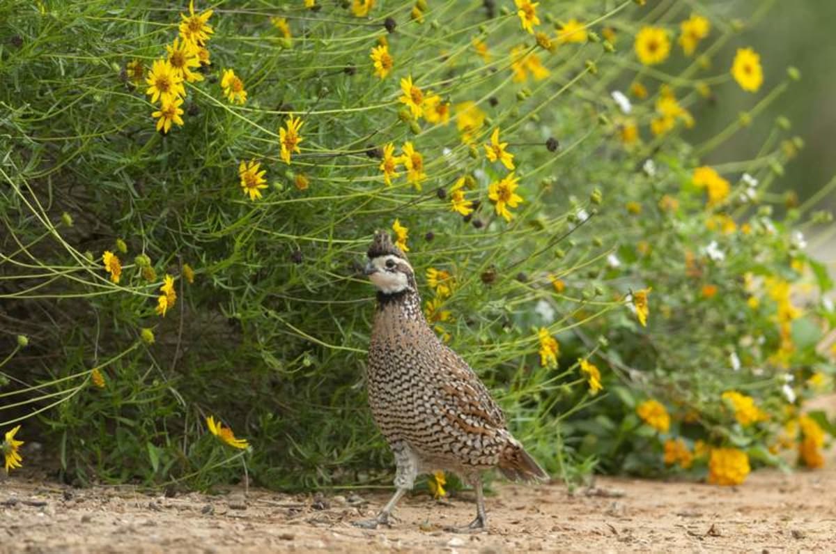 New Photo - Bobwhite quail reveal new clues about how birds survive winter