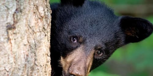 Golfer asks bear to stop &mdash; it takes the whole bag anyway
