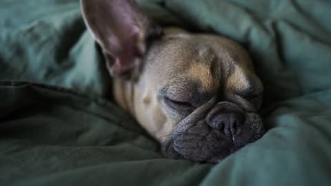 7 sweet bedtime behaviors that mean your dog trusts you completely