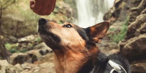 If your dog instantly dislikes someone, it’s picking up on something you can’t