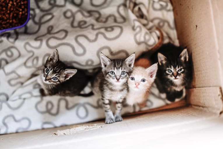 Mama cat&rsquo;s epic &lsquo;stash spot&rsquo; for her kittens is somewhere no one saw coming