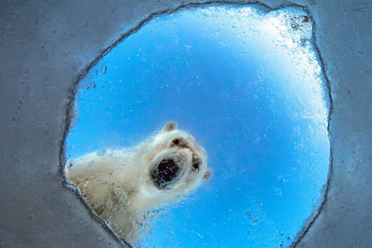 A nosy polar bear and a lucky squirrel: Wildlife Photographer of the Year 2026 shortlist