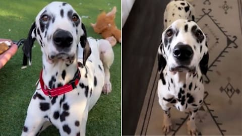 Foster dog’s loving eyes express how grateful he is to be saved