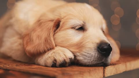 Golden retriever puppy wakes up as the cutest 'grumpy potato'