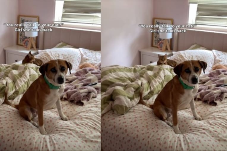 Cat&rsquo;s sassy showdown with mom leaves unexpected family member caught in the middle