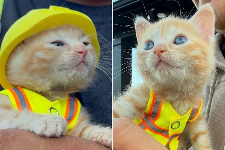 Kitten joins Ohio construction crew following rescue from excavator
