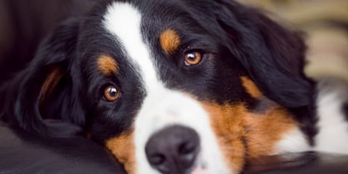 Dog initiates cuddle with girl by making the most adorable gesture
