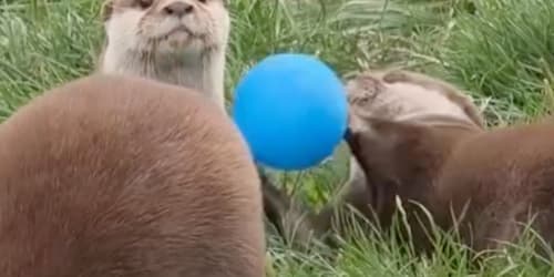 Otters playing in a ball pit might be the cutest video on the internet