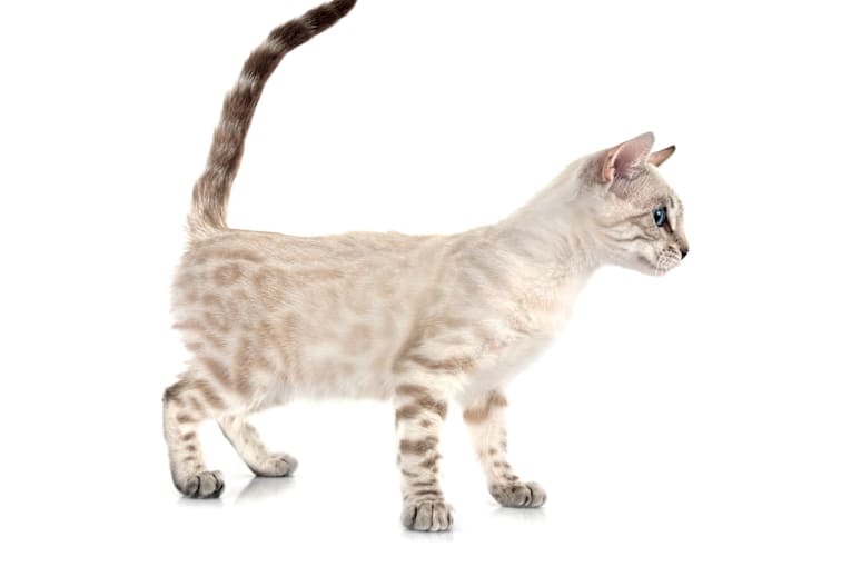 Rare seal mink spotted bengal cat has stunning aquamarine eyes
