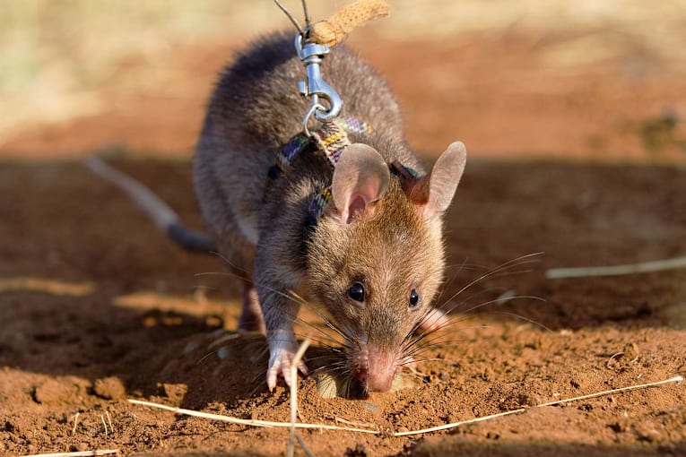 US zoo welcomes 3 hero rats trained to detect landmines and trafficked wildlife