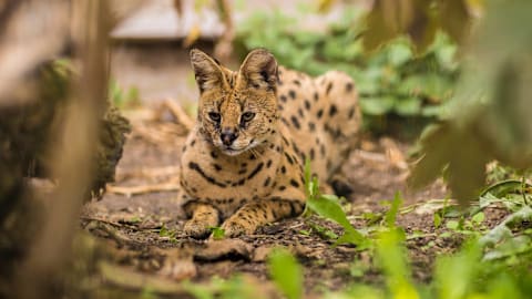 Nobody Told This Serval Kitty That Cats Are Supposed To Hate Water