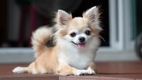Tiny Chihuahua Escapes the Heat With the Cutest Train Ride Ever
