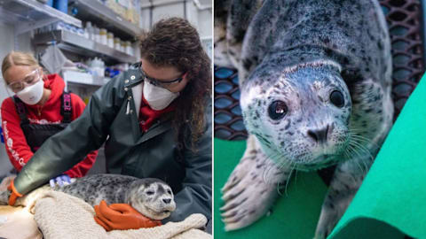 Volunteer pilot in Alaska saves injured baby seals stuck 300 miles away in an area unreachable by car