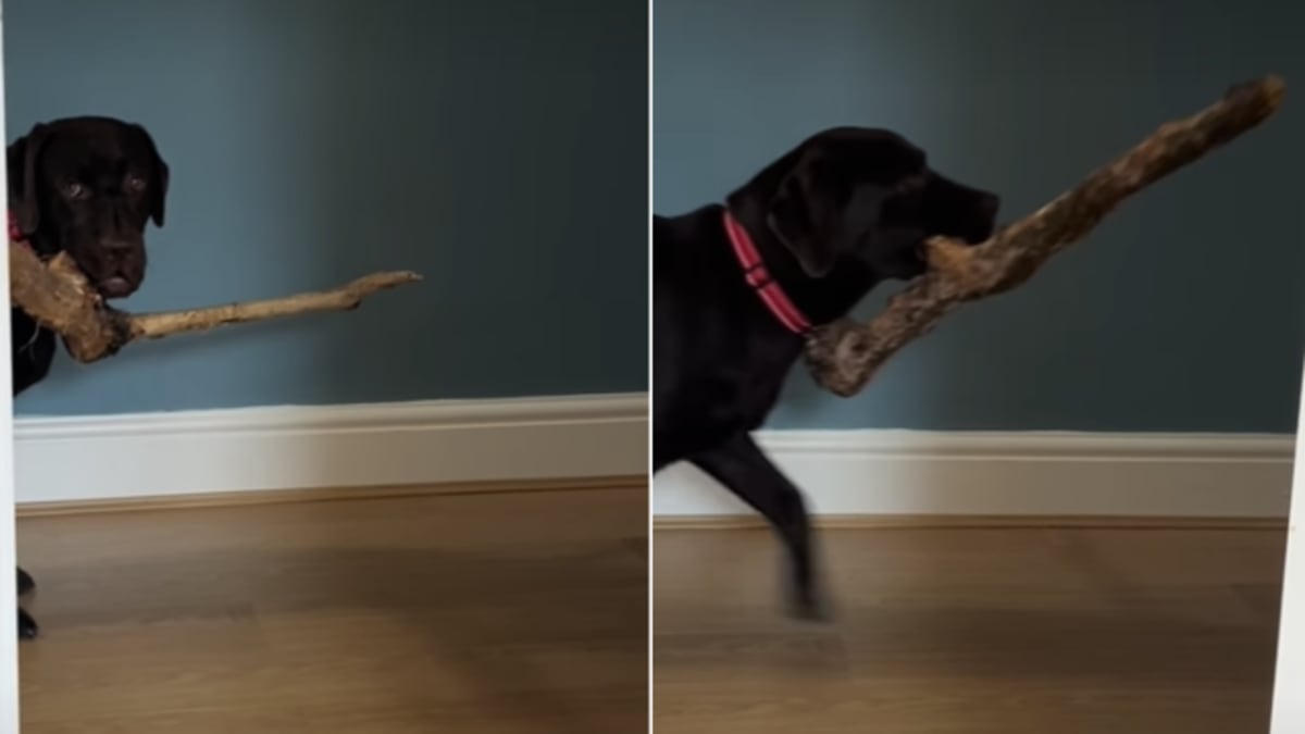 dog with stick