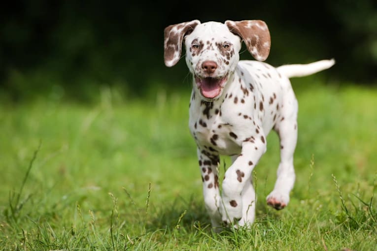 Rare brown dalmatian puppy is almost too beautiful to be real
