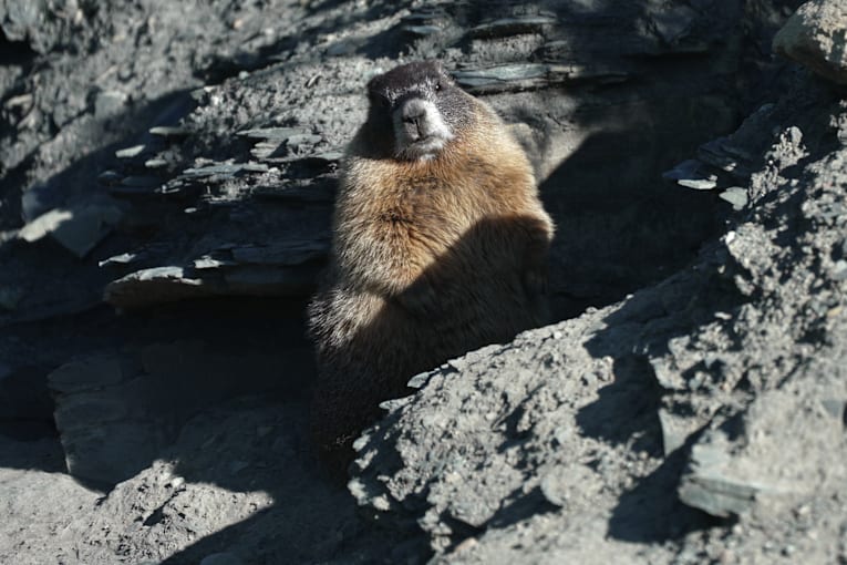 Move over bears. Fat Marmot Week puts a spotlight on the alpine rodents