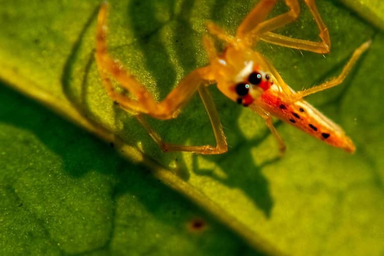 This new spider has a smiley face
