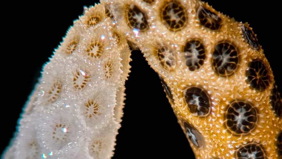 Bleached Stanford Ph.D. student finds a way to rescue bleached corals in just ...