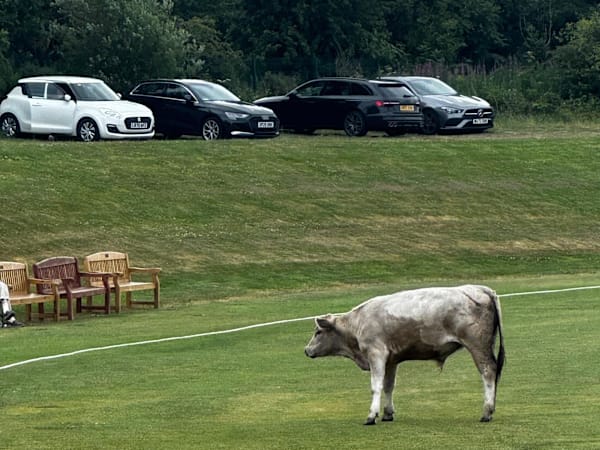Cricket match abandoned after charging bull stops play