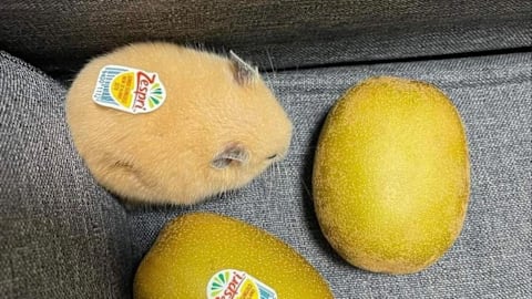 20 foods that totally look like something else