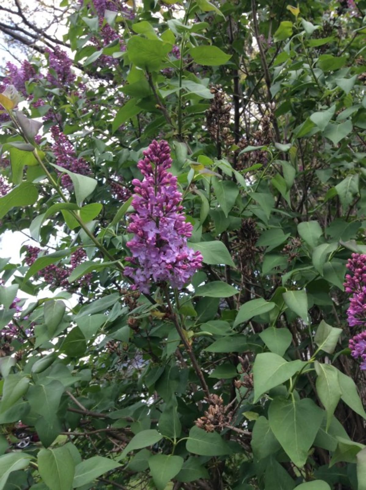 In Sprig Faulty florals? Why your spring flowers are blooming in the fall - AOL