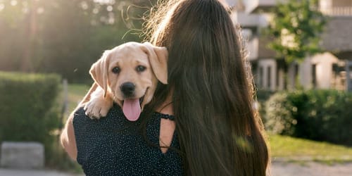 6 loyal dog breeds who will be your teammate for life