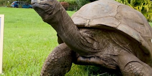 Jonathan the tortoise is breaking records at 194 years old