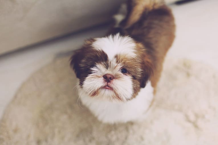 Discover each US state's most popular dog breed and some surprising choices