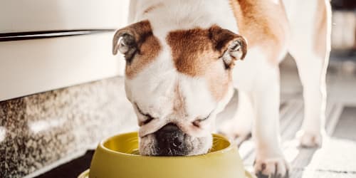 Dog food sold nationwide recalled for serious choking risk after being 'fraudulently diverted'