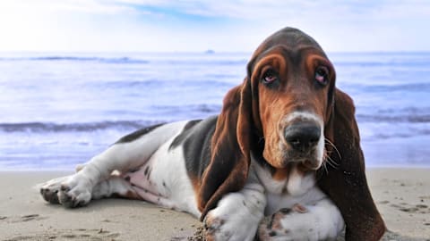Basset hound with the 'survival skills of a potato' has the internet in stitches