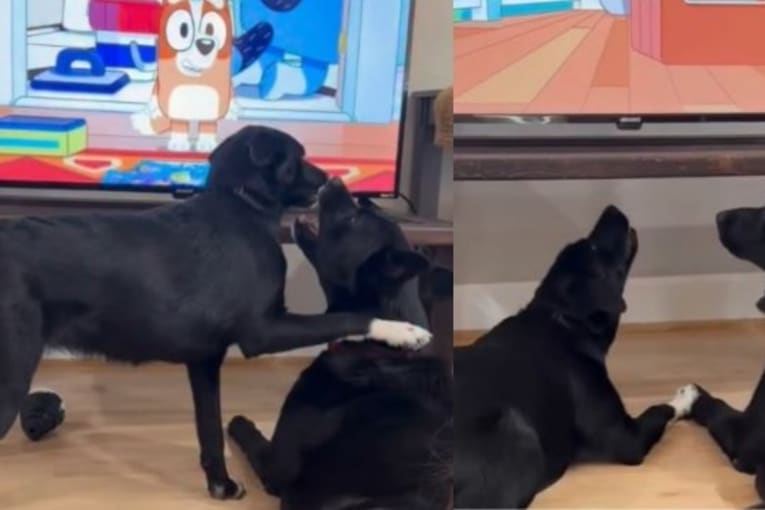 Dog wants to play, but furry sibling is too busy watching TV