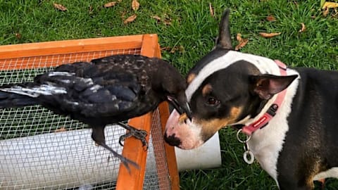 How a rescued crow stole a bull terrier's heart