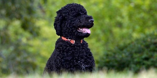 Obama mourns death of 'cherished' family dog