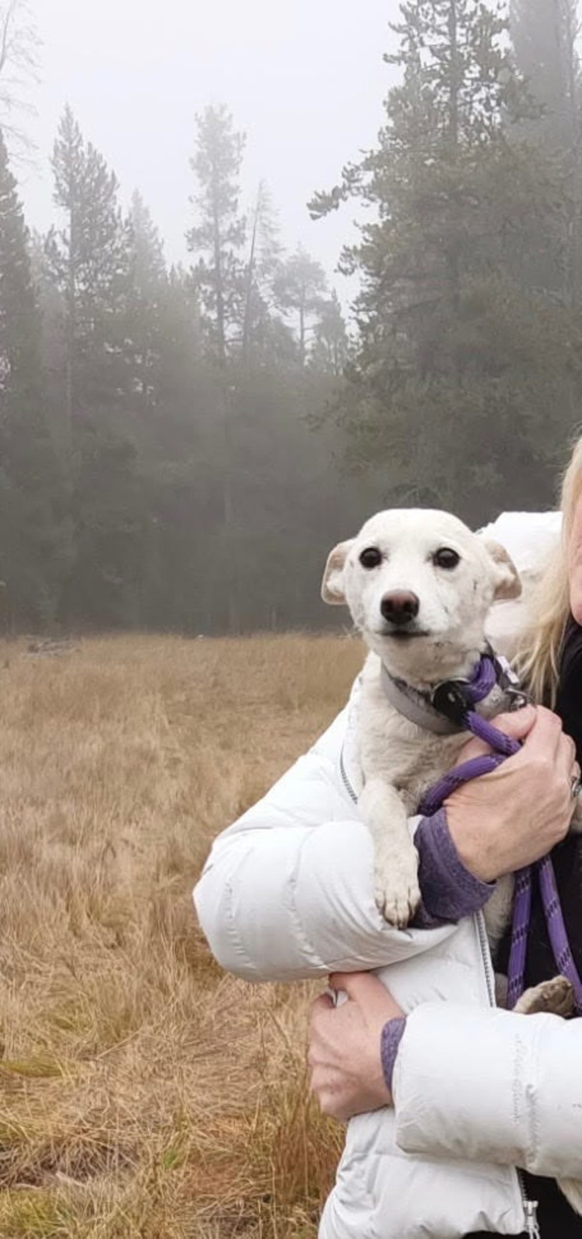 Family dog rescued from Yellowstone wilderness after more than a month