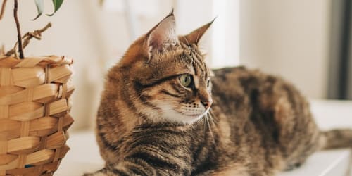 Human gave cat an egg, unprepared for what he did next