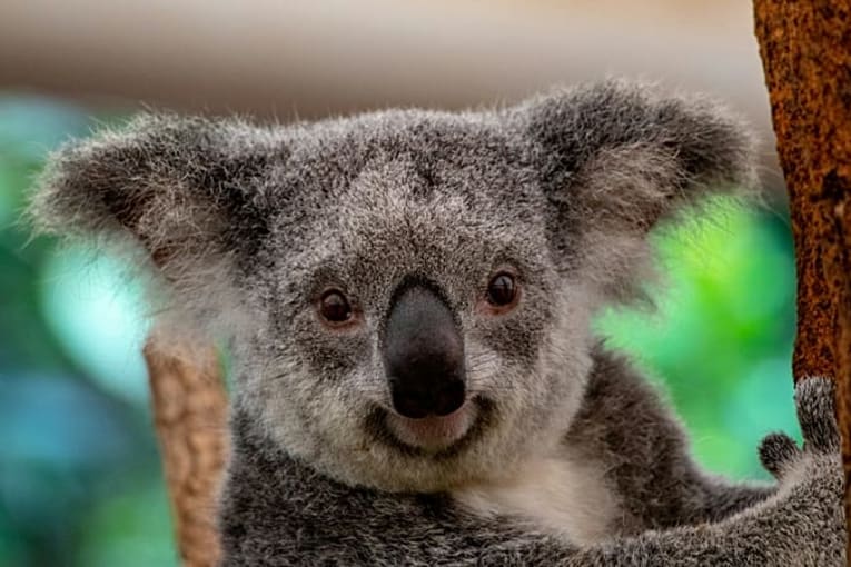 Wildlife holiday bucket list: The new ‘big five’ animals that travellers want to see