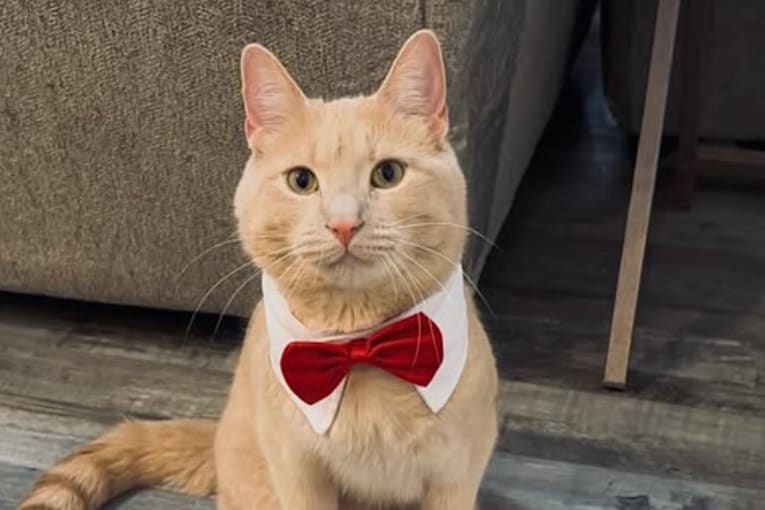 A paralyzed kitten was left in a bag. Now, he's a disability advocate