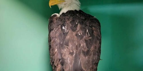 Jackie the bald eagle's mysterious cause of death revealed in necropsy report