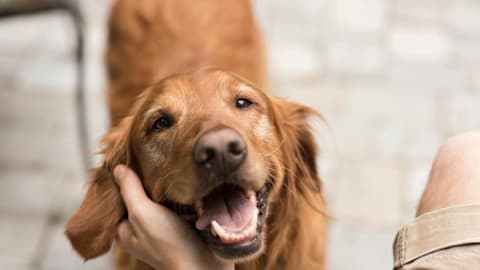7 safest dog breeds for seniors, according to a trainer