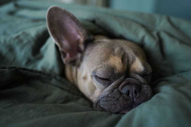 7 sweet bedtime behaviors that mean your dog trusts you completely