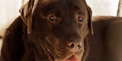 Dog sneaks into neighbor&rsquo;s home to play with toddler and his &lsquo;double life&rsquo; is exhausting
