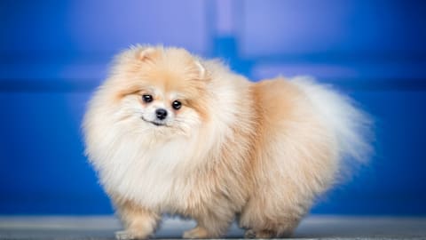 Fluffy dog can't stop spinning with excitement for dinnertime
