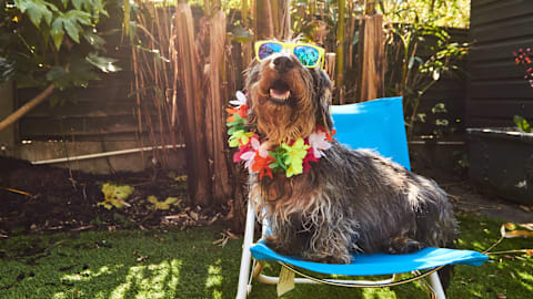 The 7 vet-approved ways to celebrate National Dog Day without overheating your dog in the August heat